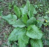 Rumex obtusifolius. Розетка прикорневых листьев. Чувашия, г. Шумерля, городской парк. 10 мая 2007 г.