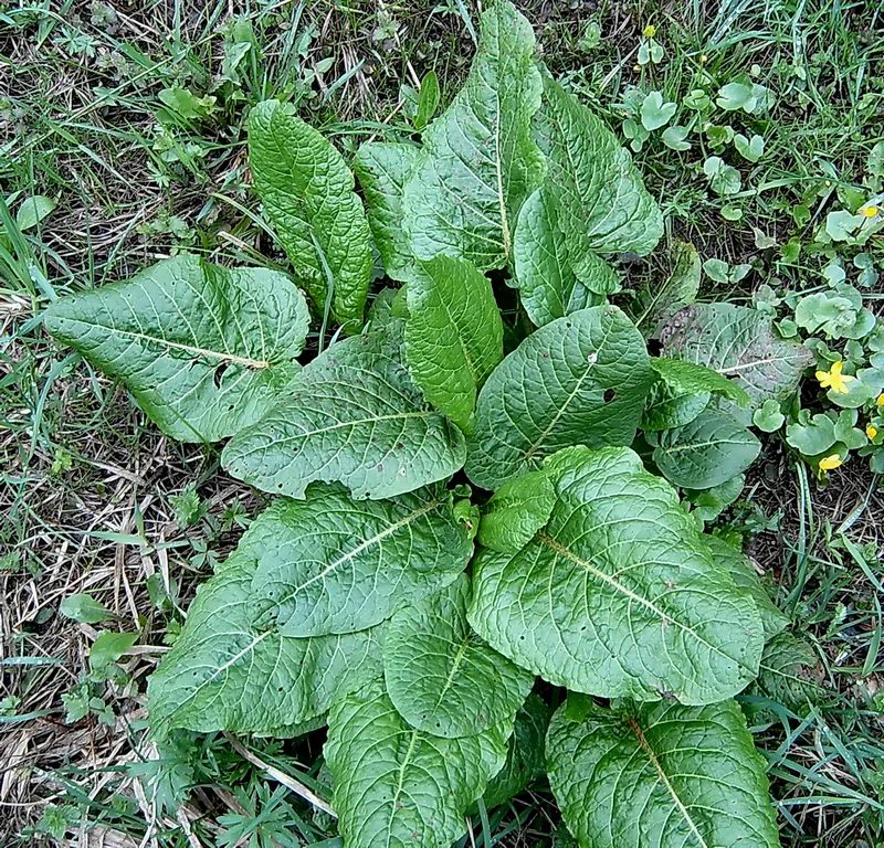 Изображение особи Rumex obtusifolius.