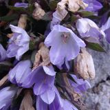 Campanula ossetica