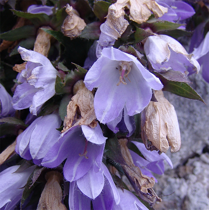 Изображение особи Campanula ossetica.