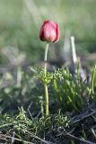 Anemone bucharica