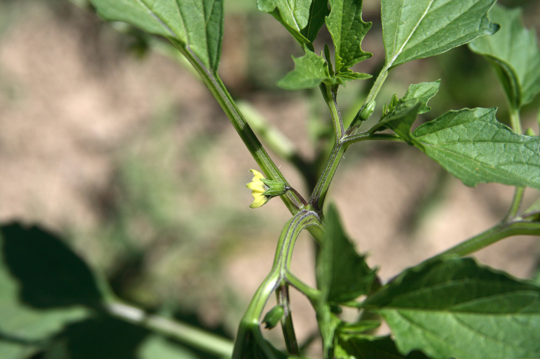 Изображение особи Physalis angulata.