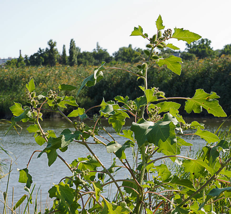 Image of Xanthium orientale specimen.