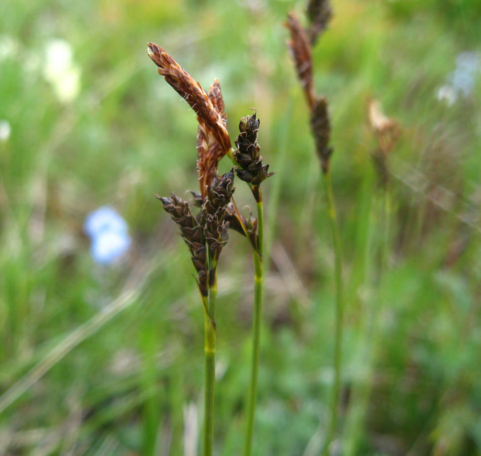 Изображение особи Carex huetiana.