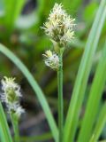 genus Carex