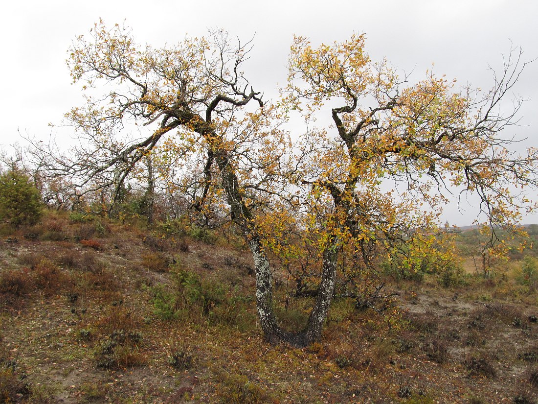 Изображение особи род Quercus.