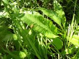 Cirsium heterophyllum