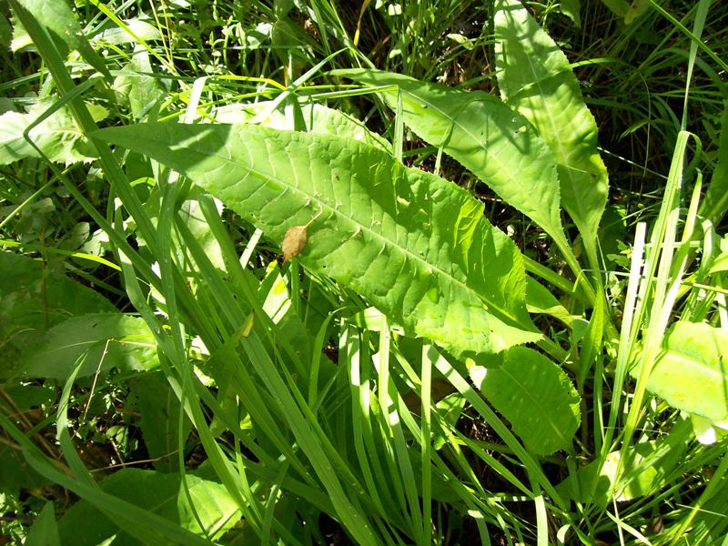 Изображение особи Cirsium heterophyllum.