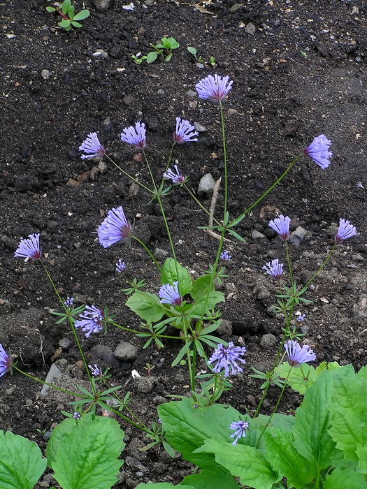 Изображение особи Asperula orientalis.