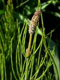 Equisetum palustre