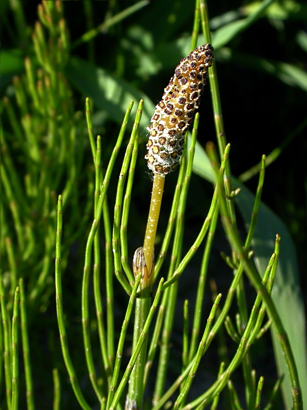 Image of Equisetum palustre specimen.