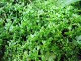 Callitriche palustris