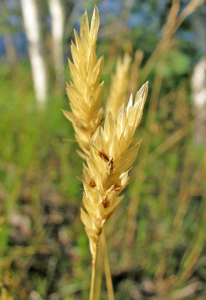 Image of Anthoxanthum odoratum specimen.