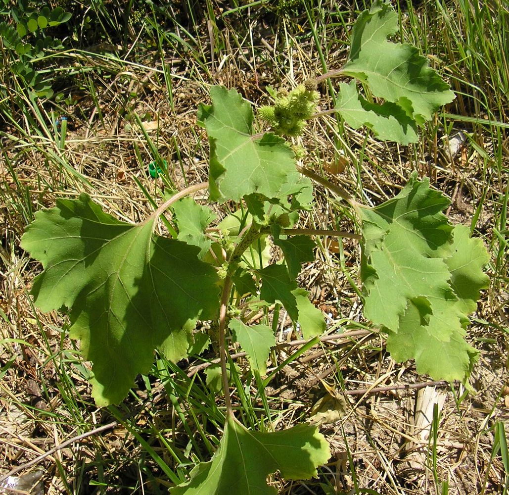 Изображение особи Xanthium orientale.