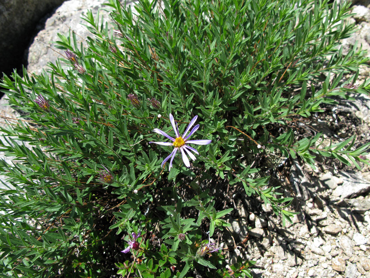 Image of Aster woroschilowii specimen.