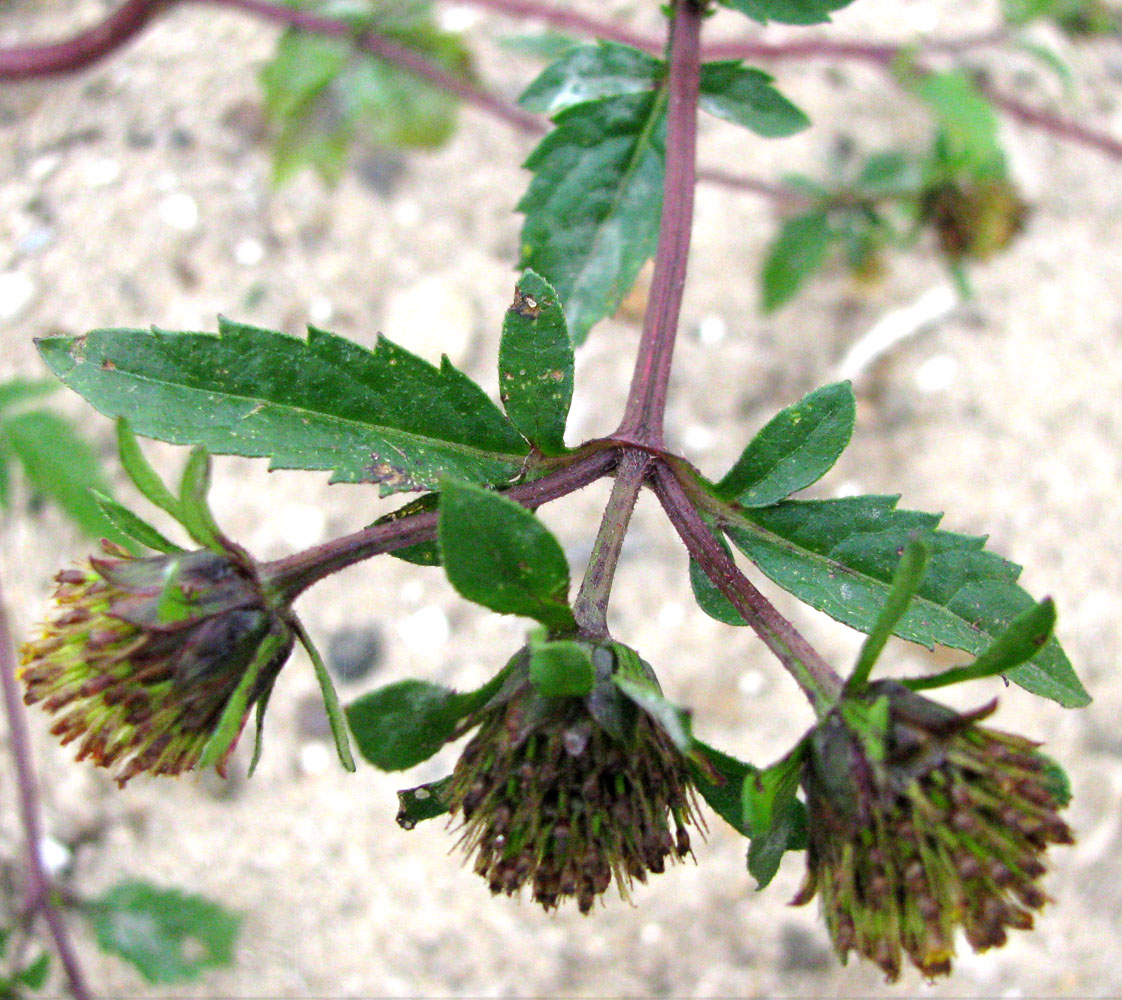 Image of Bidens × garumnae specimen.