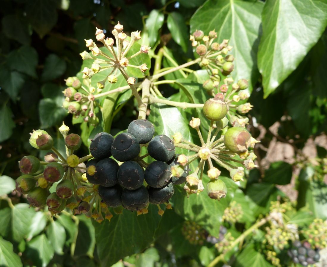Изображение особи Hedera helix.