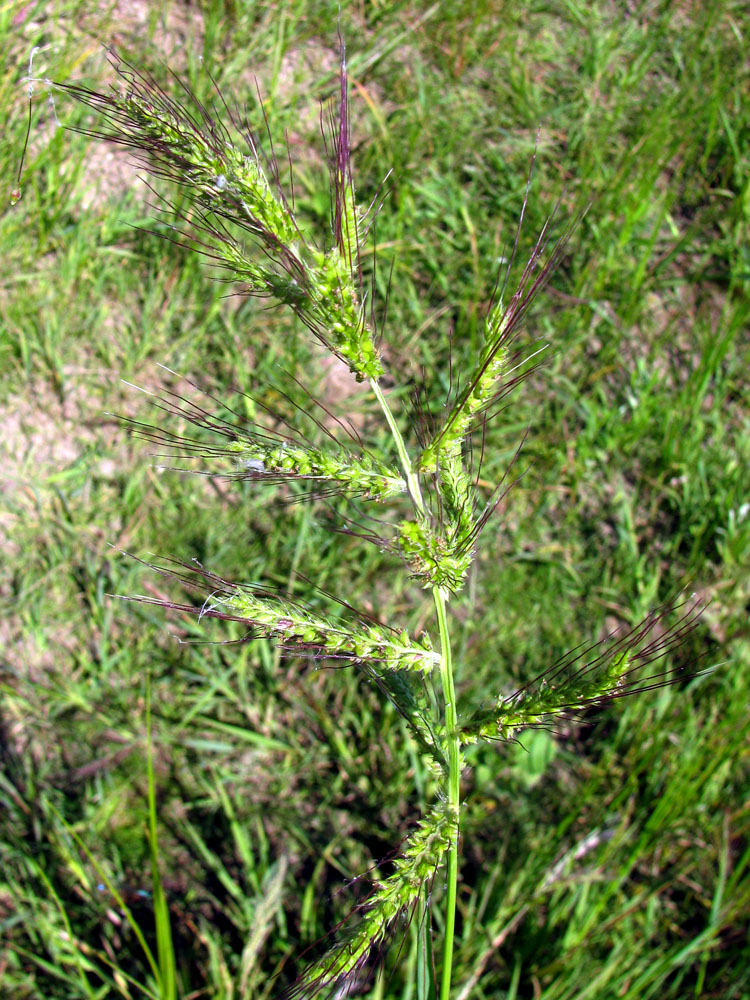 Image of Echinochloa crus-galli specimen.