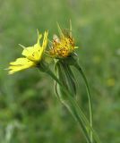 Tragopogon pratensis. Цветущее, отцветающее соцветие и корзинка с завязывающимися семенами. Весь цикл цветения проходит у данного вида в течение одного дня. Ленинградская обл., Лужский р-н. 16.06.2007.