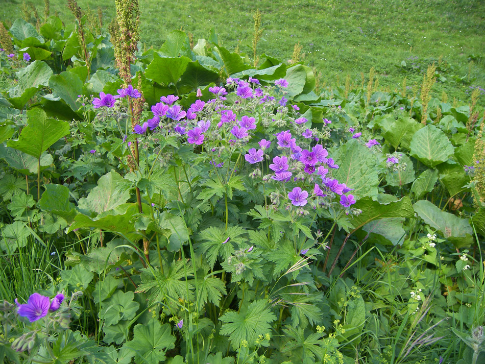 Изображение особи Geranium sylvaticum.