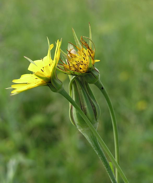 Изображение особи Tragopogon pratensis.