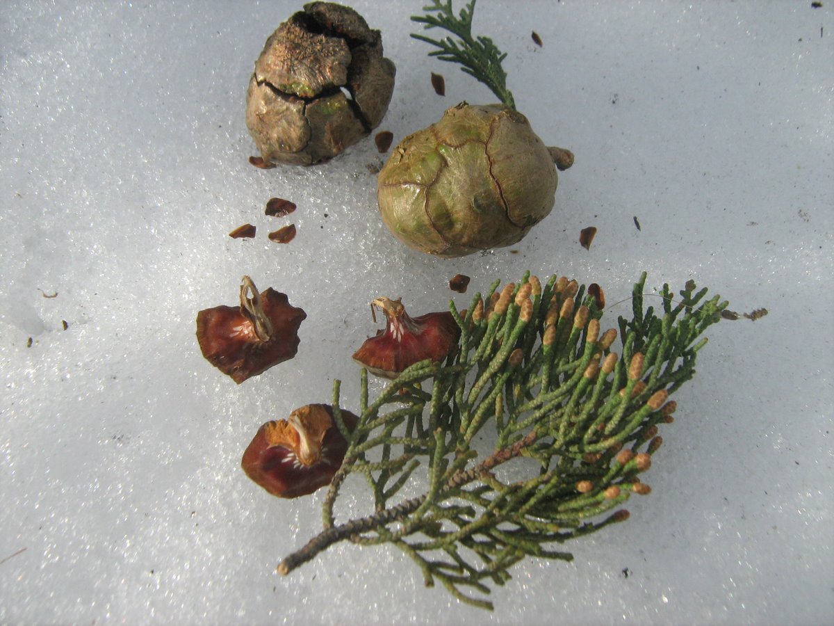 Изображение особи Cupressus sempervirens.