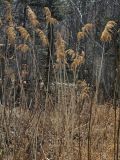 Phragmites australis. Перезимовавшее растение. Владивосток, Ботанический сад-институт ДВО РАН. 28 марта 2012 г.