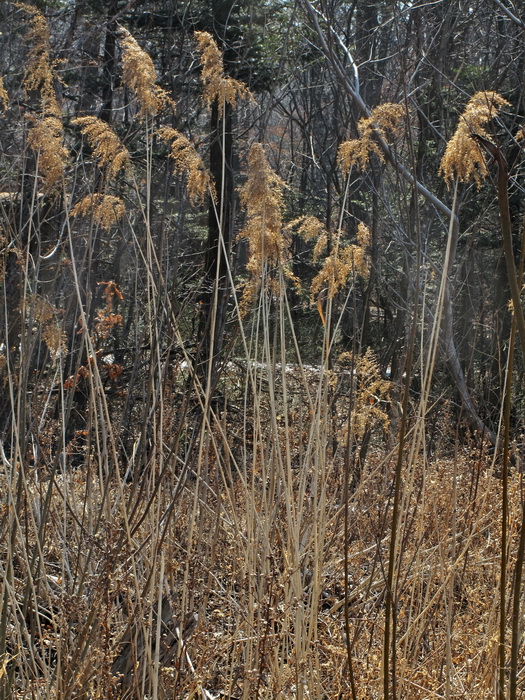 Изображение особи Phragmites australis.