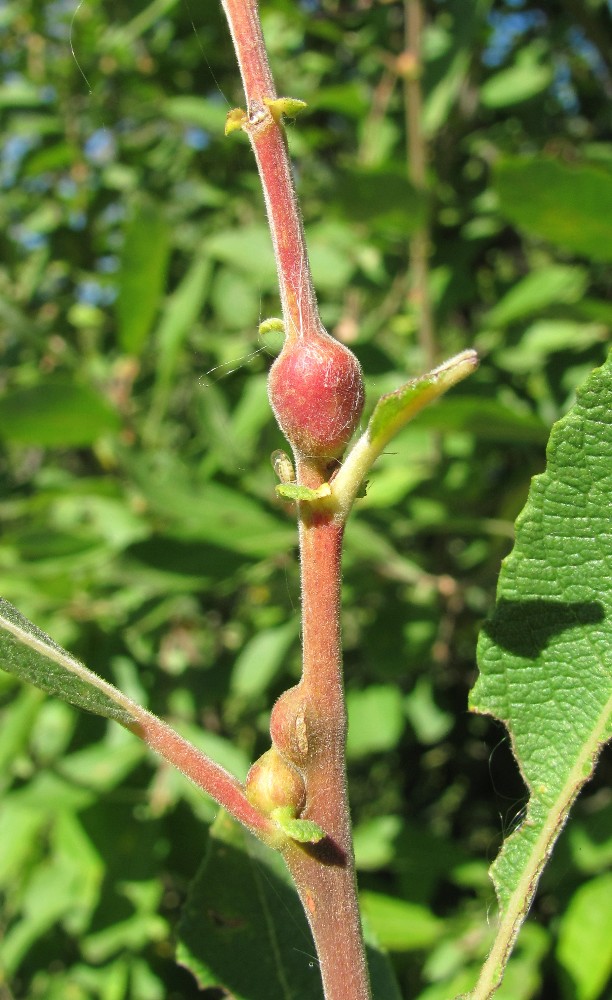 Изображение особи Salix cinerea.