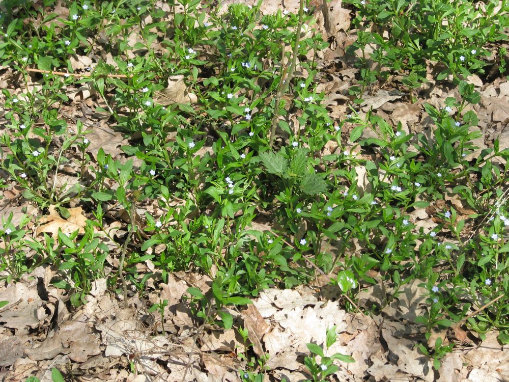 Image of Omphalodes scorpioides specimen.