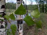 Betula pendula. Верхушка побега. Свердловская обл., окр. г. Североуральск, р-н скал Три Брата, берег р. Вагран. 26.05.2011.