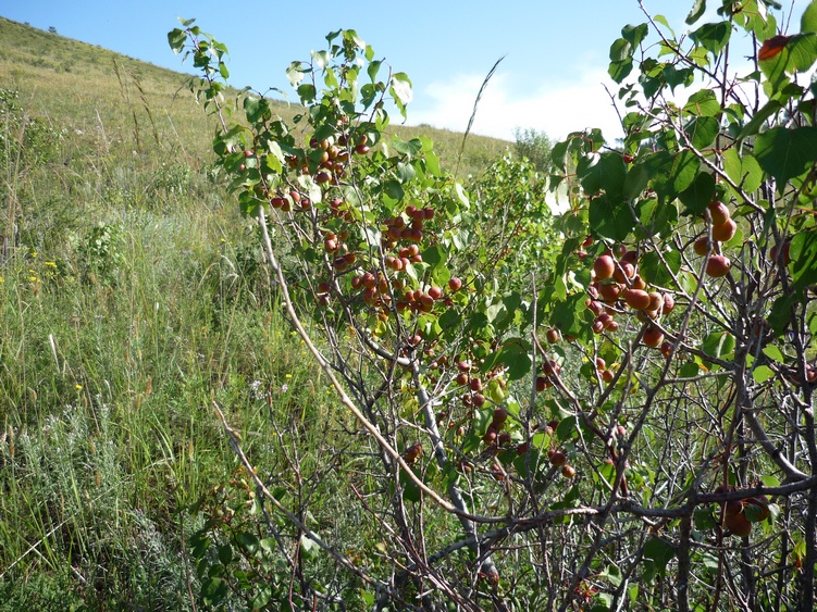 Image of Armeniaca sibirica specimen.