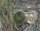 Orostachys spinosa