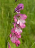 Gladiolus imbricatus. Часть соцветия с раскрывшимися цветками. Украина, Донецкая обл., Краснолиманский р-н, окр. пгт Ямполь. 24.05.2012.