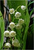 Convallaria keiskei