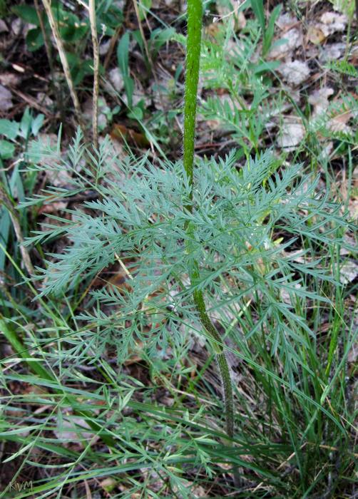 Изображение особи Chaerophyllum prescottii.