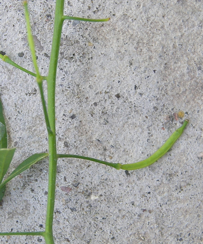 Image of Rorippa sylvestris specimen.