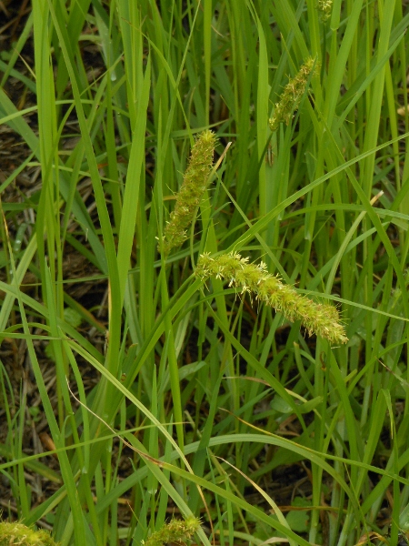 Image of Carex leiorhyncha specimen.