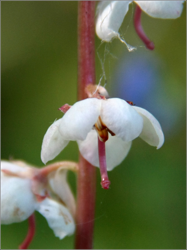 Image of Pyrola rotundifolia specimen.