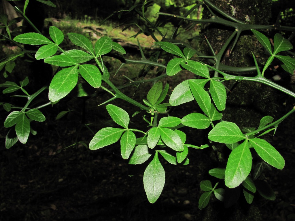 Image of Poncirus trifoliata specimen.