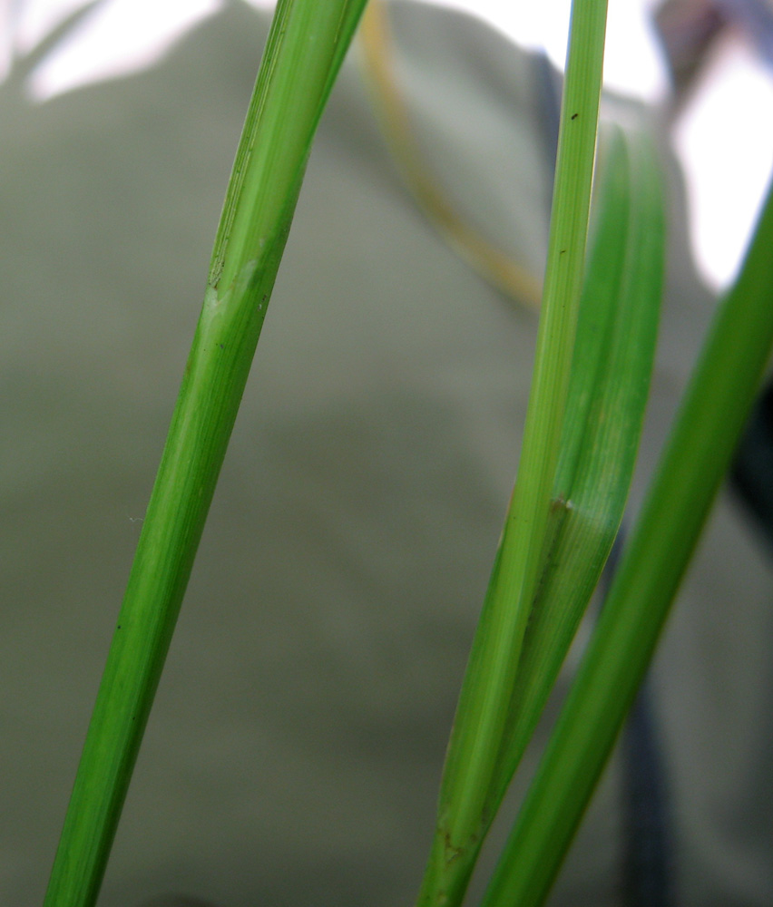 Image of Carex sylvatica specimen.