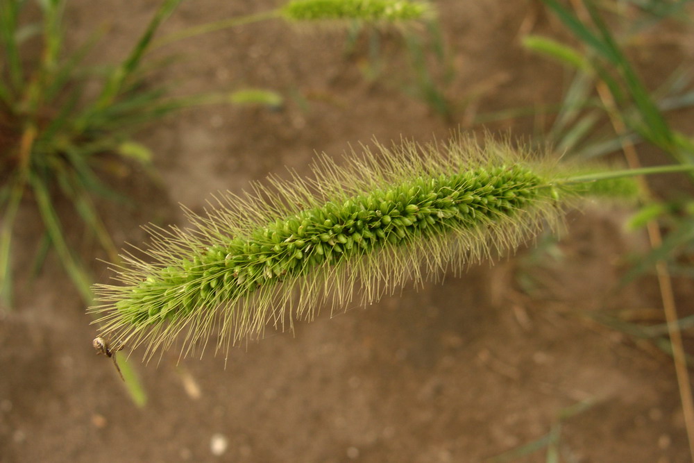 Image of Setaria viridis specimen.