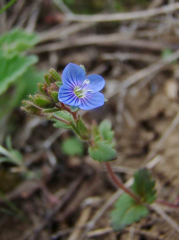 Image of Veronica praecox specimen.