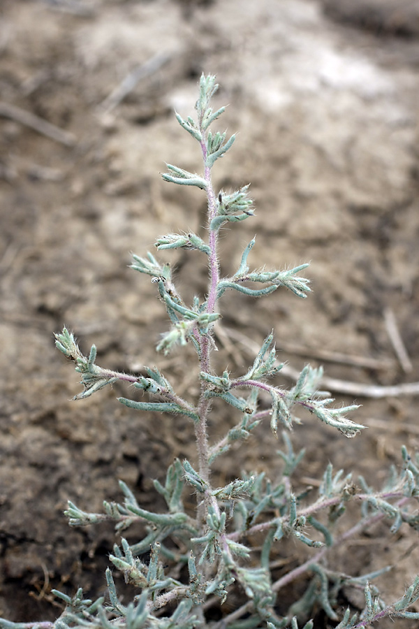 Image of Halimocnemis mollissima specimen.