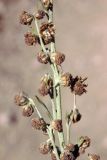 Artemisia persica