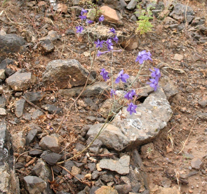 Image of Delphinium longipedunculatum specimen.