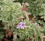 Pelargonium graveolens