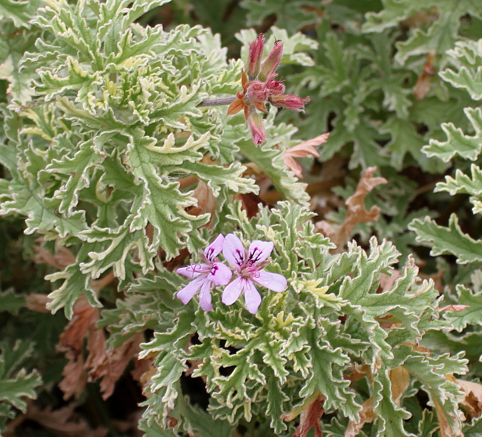 Изображение особи Pelargonium graveolens.