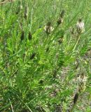 Astragalus inopinatus