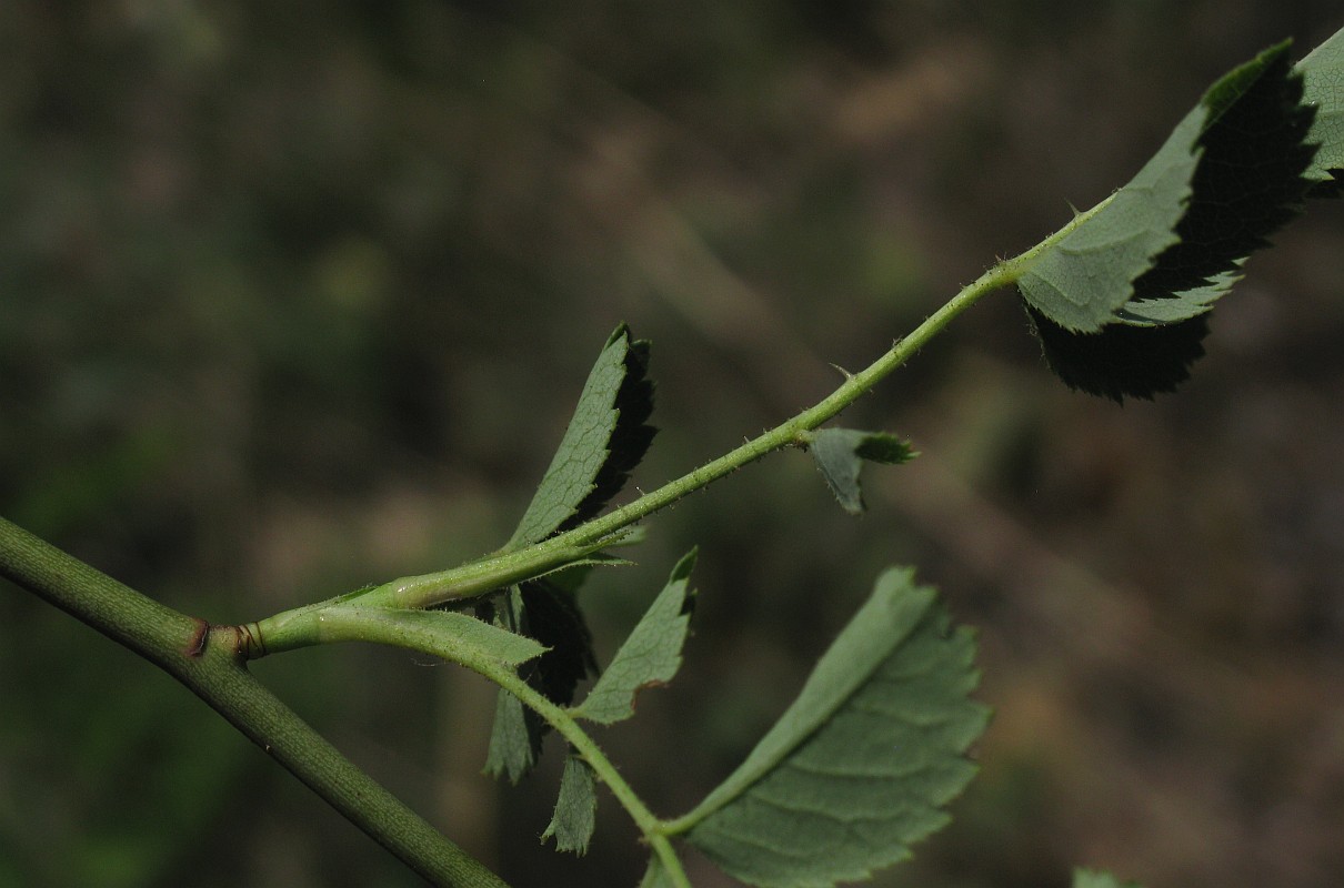 Image of genus Rosa specimen.